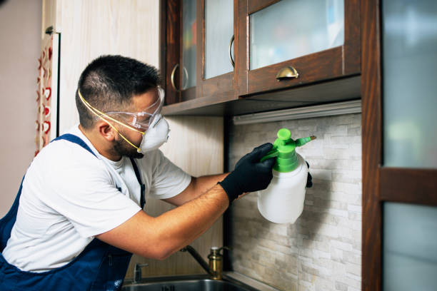 Wasp Removal Services in Livingston, MT