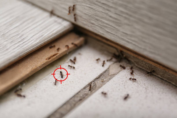 Flea Control Services in Livingston, MT