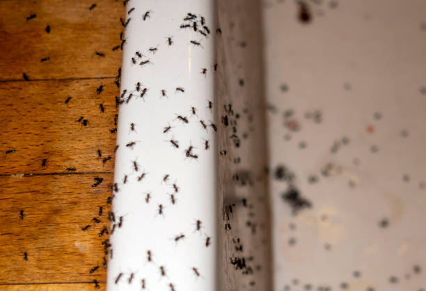 Best Pest Prevention Services  in Livingston, MT